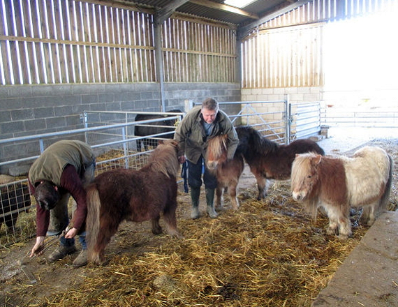 Shetland Pony