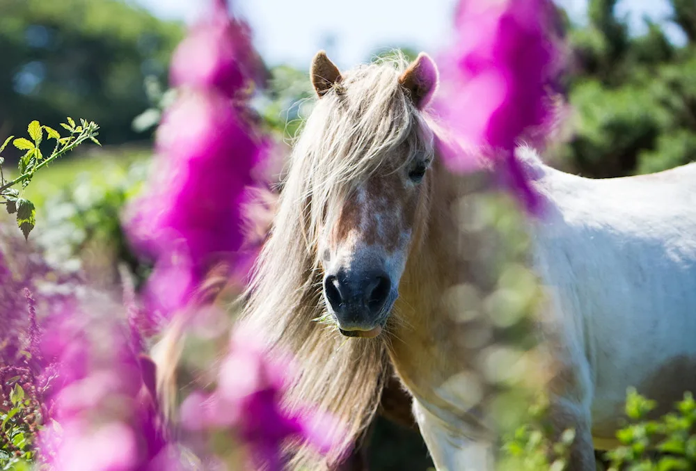 Gypsy the Shetland Pony standing between flowers and looking at the camera.