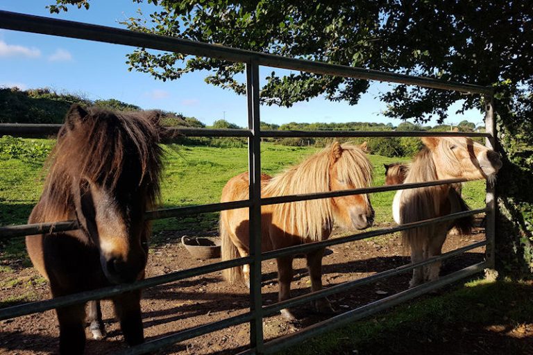 Help groom the Shetland ponies