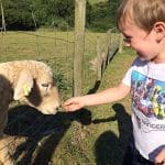 Family farm pictures of a young boy in a white shirt hand feeding a Sheep at Lower Campscott.