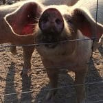 A pig looking up at the camera.