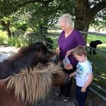 Family farm pictures of a Grandmother and child hand feeding the Shetland Ponies.