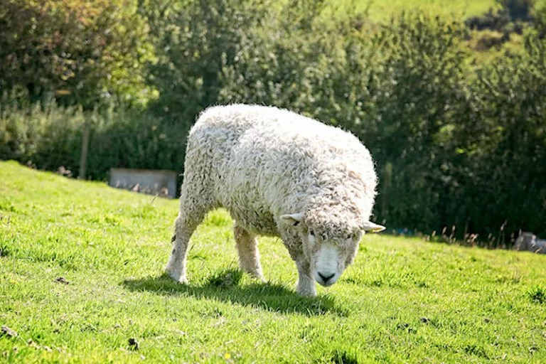 Camping holidays on the farm