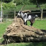 A Pygmy Goat climbing and playing on a wooden stump.