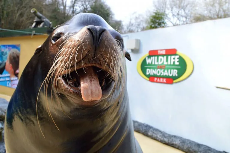 A Sea Lion grinning at the camera at the Combe Martin Wildlife Park.