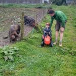 Family farm pictures of a young boy with his father riding a red toy tractor, while two pigs watch through a wire fence.