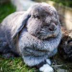 A Rabbit looking relaxed, sitting in its paddock.