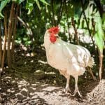 A chicken standing in a bush, looking towards the camera.