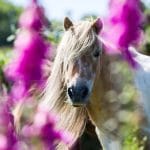Gypsy the Shetland Pony in the middle of some flowers, staring at the camera.