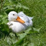 A Duck sitting in a green bush at Lower Campscott.