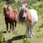 Gypsy and Muffin the Shetland Ponies, standing in their field looking towards the camera.