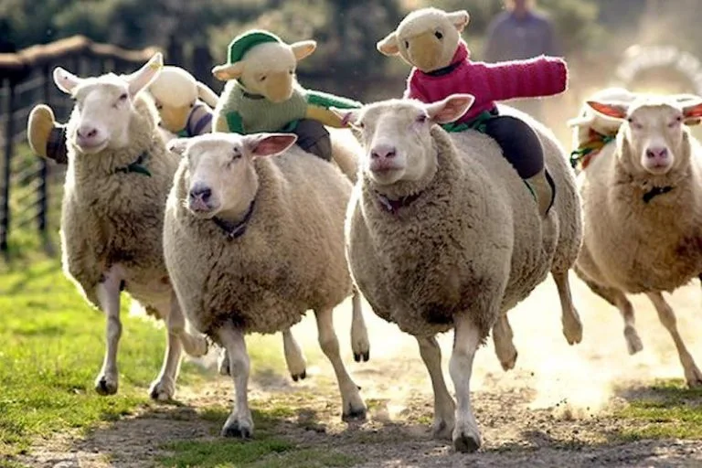 Four sheep running down a track, with stuffed animals on their backs.