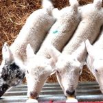 Spring lambs being bottle fed at Lower Campscott Farm.
