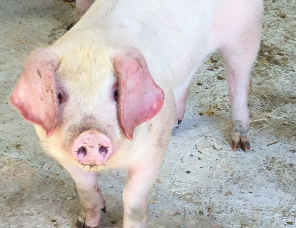 A pig newly arrived at Lower Campscott during October half term.