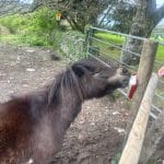 A dark brown pony licks a salt lick enthusiastically.