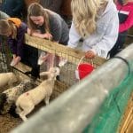 Children bottle feeding lambs.
