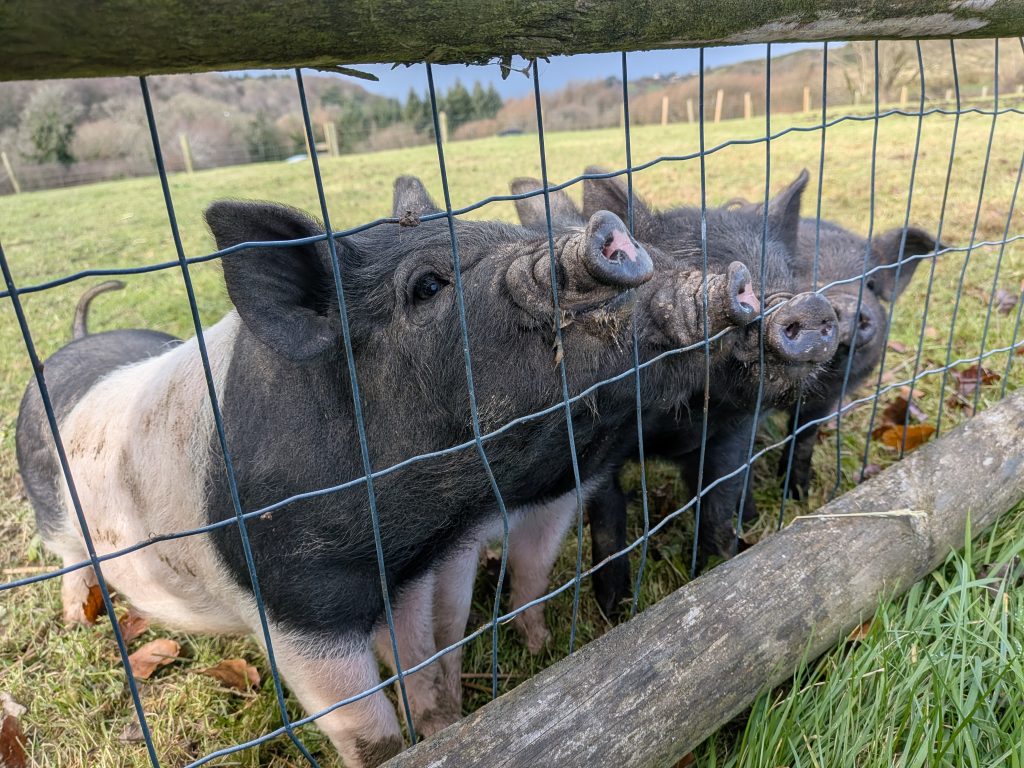 A group of piglets poking their snouts through the fence at Lower Campscott family farm holidays.