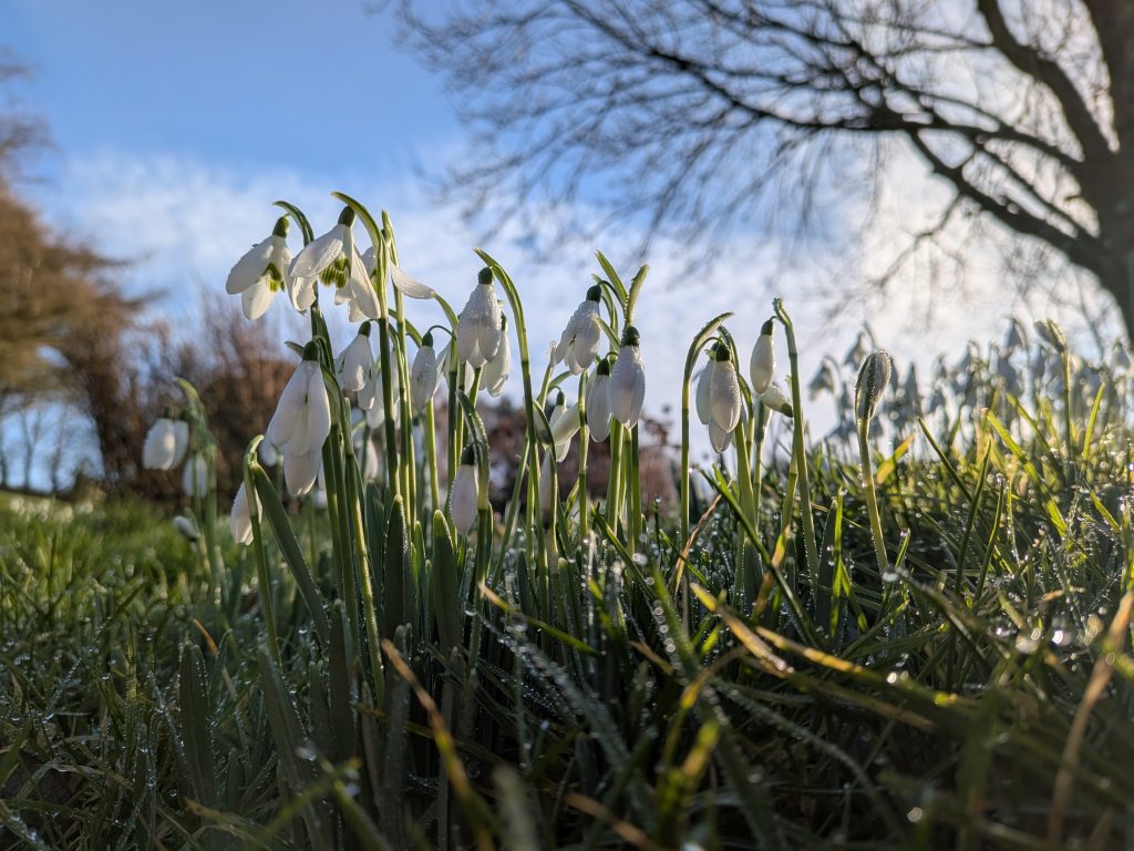 Snowdrops beginning to bloom, set against a blue sky.