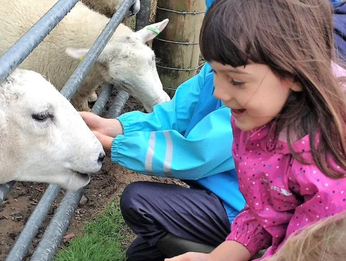 Young girl hand feeding a Sheep at Lower Campscott Farm.